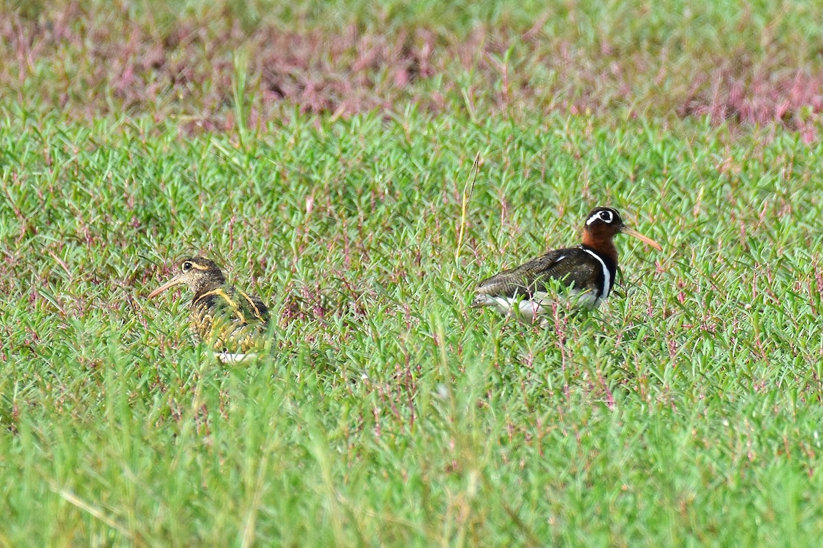 Mingor argia - ML648808782