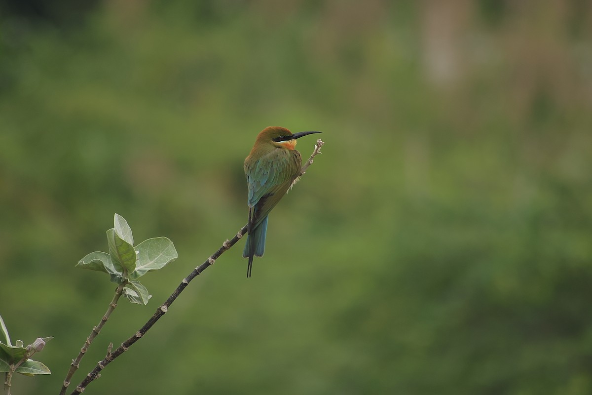 Blue-tailed Bee-eater - ML648808783