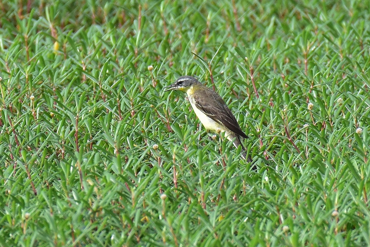 Buztanikara txukotkarra - ML648808784