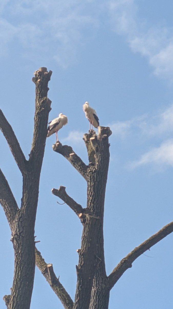 Zikoina zuria - ML648808787