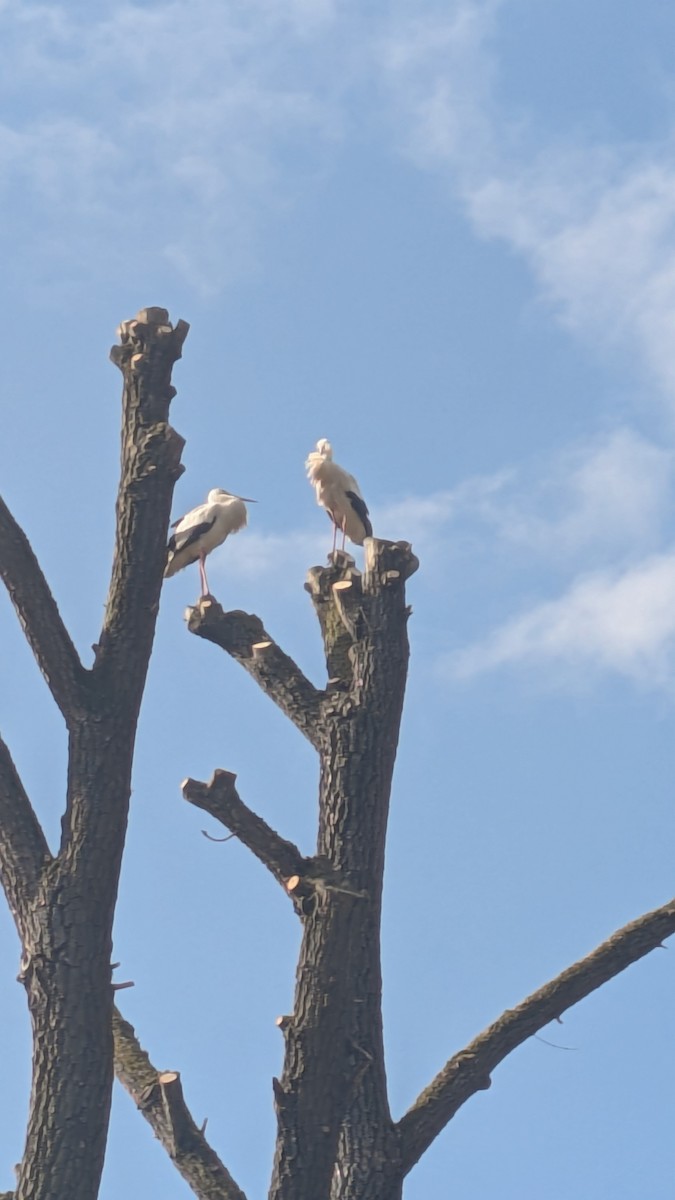 Zikoina zuria - ML648808788