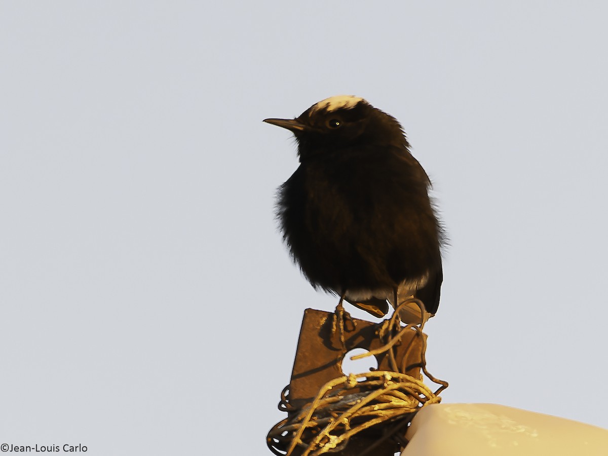 Buztanzuri kaskazuria - ML648808790