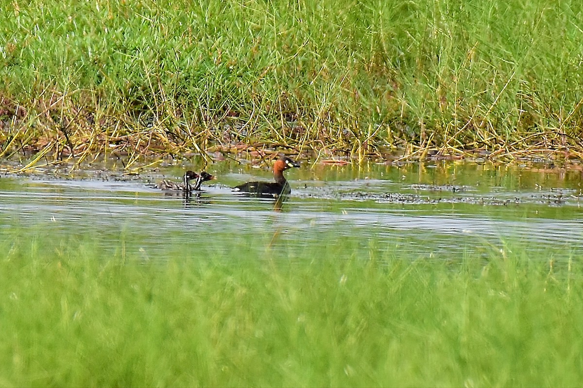 Txilinporta txikia (txikia) - ML648808792