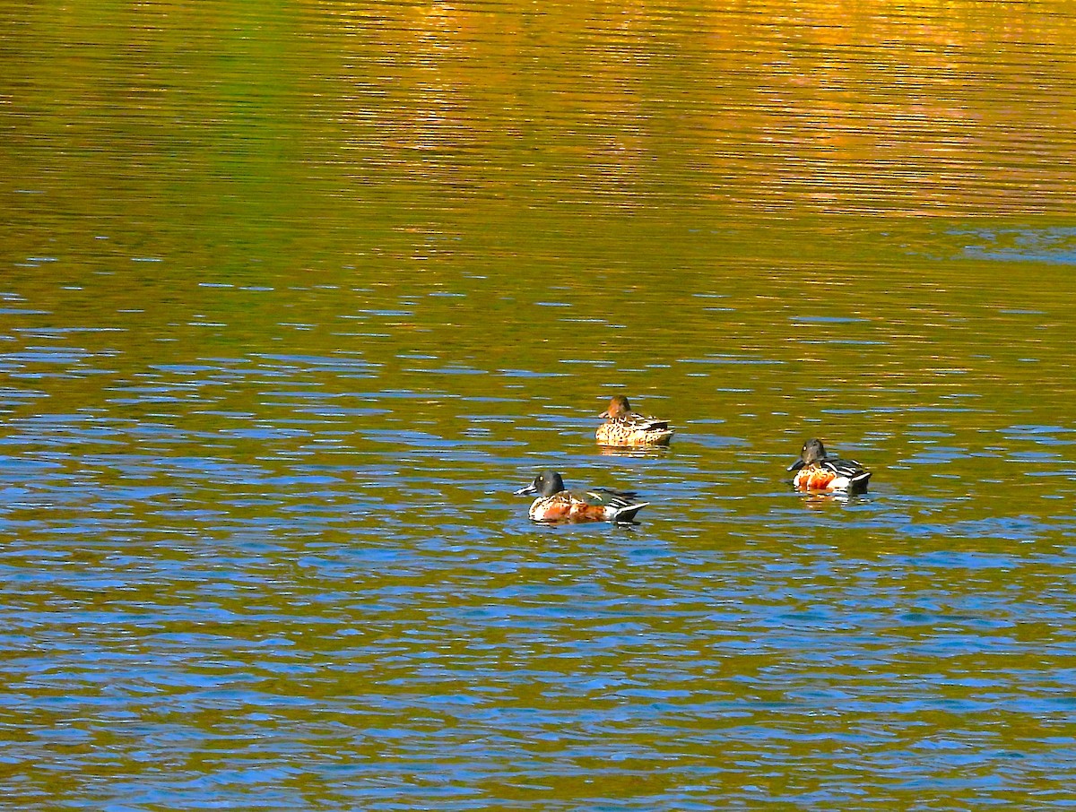 Ahate mokozabal zuria - ML648808793