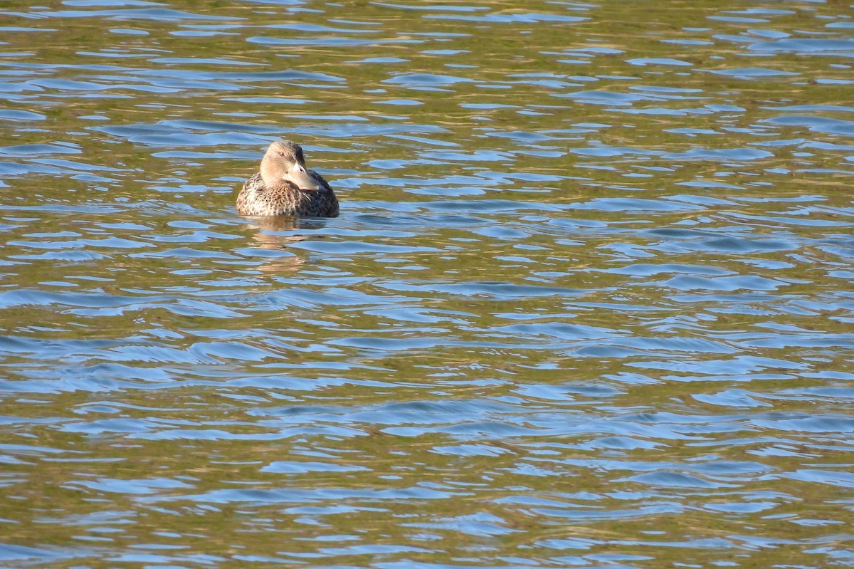 Ahate mokozabal zuria - ML648808794