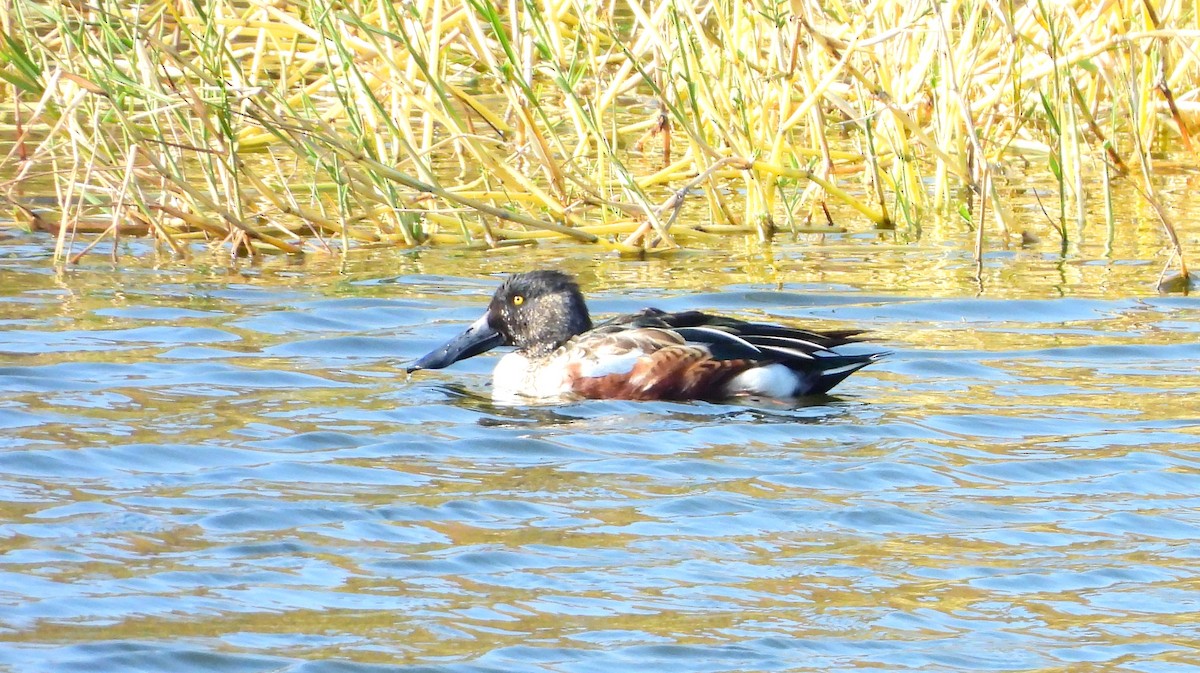 Ahate mokozabal zuria - ML648808795