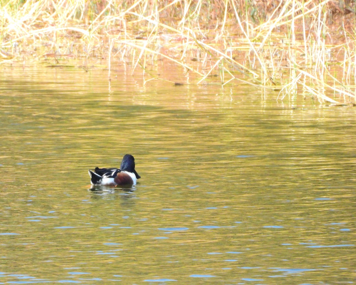 Ahate mokozabal zuria - ML648808796