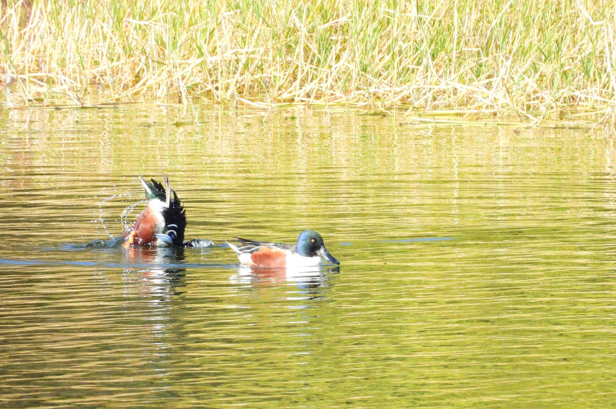 Ahate mokozabal zuria - ML648808797