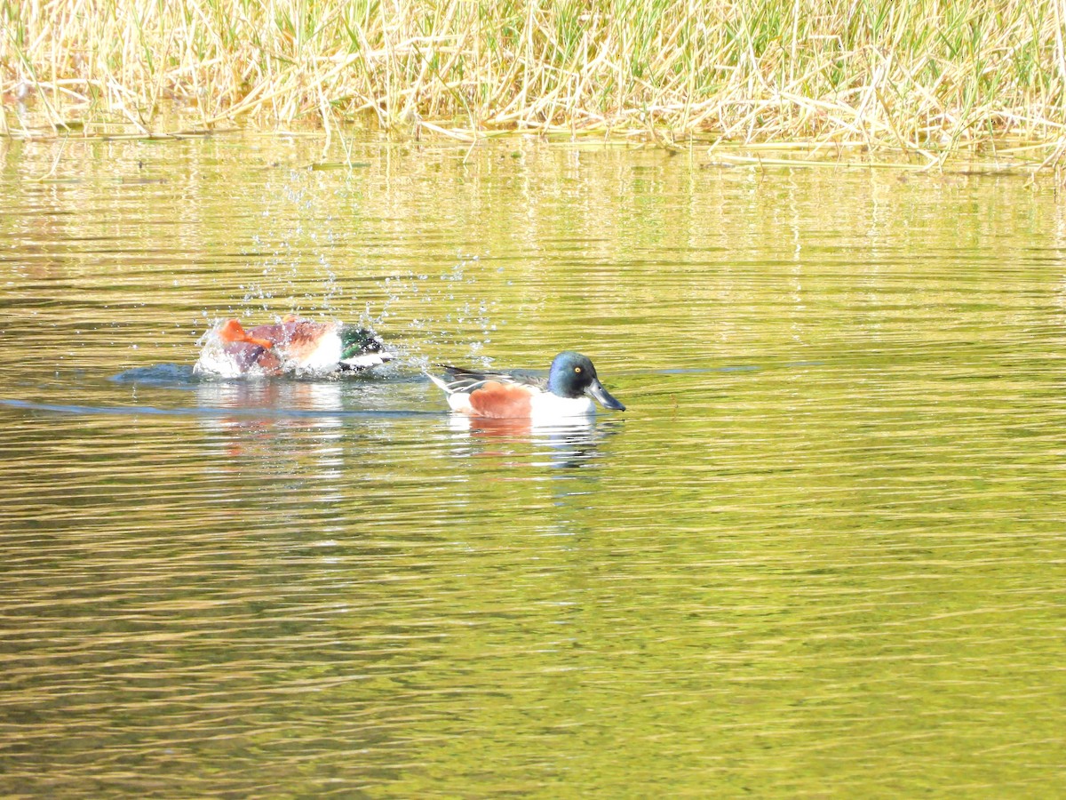 Ahate mokozabal zuria - ML648808798