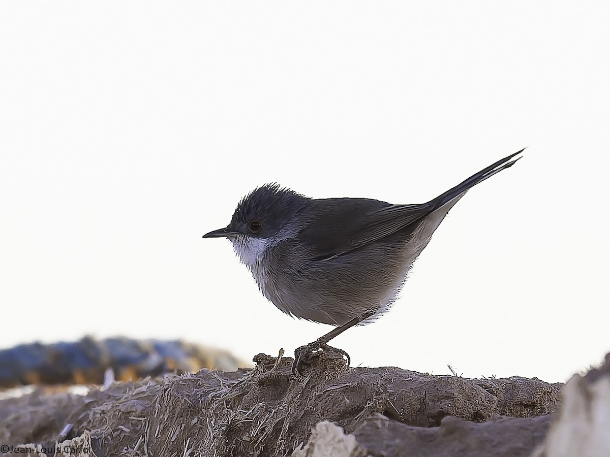 Txinbo burubeltza - ML648808799