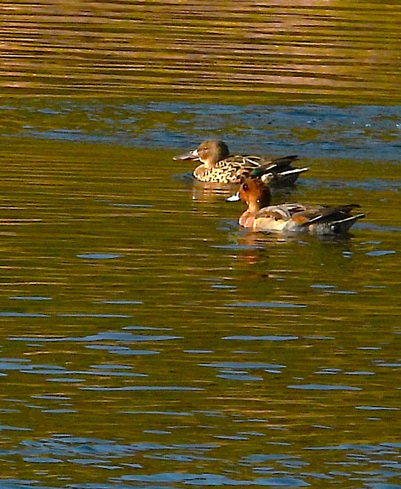 Ahate txistulari eurasiarra - ML648808805