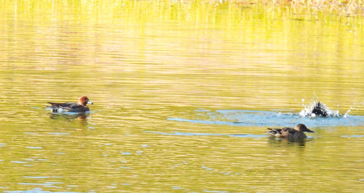 Ahate txistulari eurasiarra - ML648808806