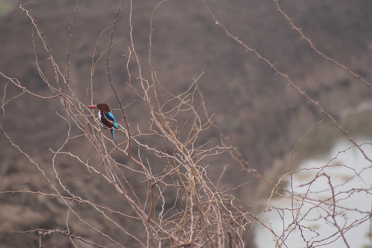 White-throated Kingfisher - ML648808807
