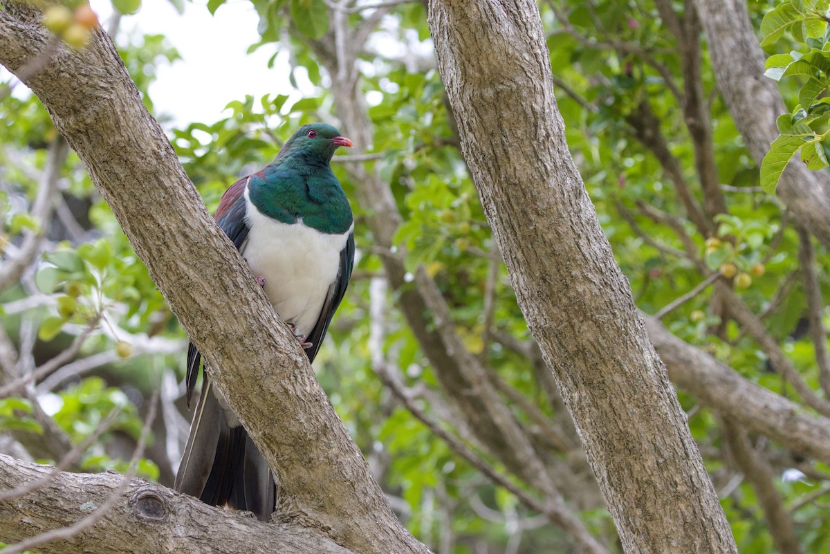 Yeni Zelanda Güvercini - ML648808841