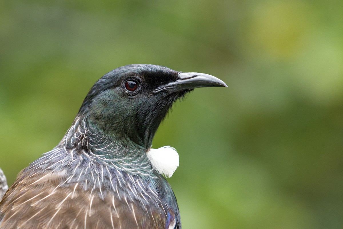 Méliphage tui - ML648808845