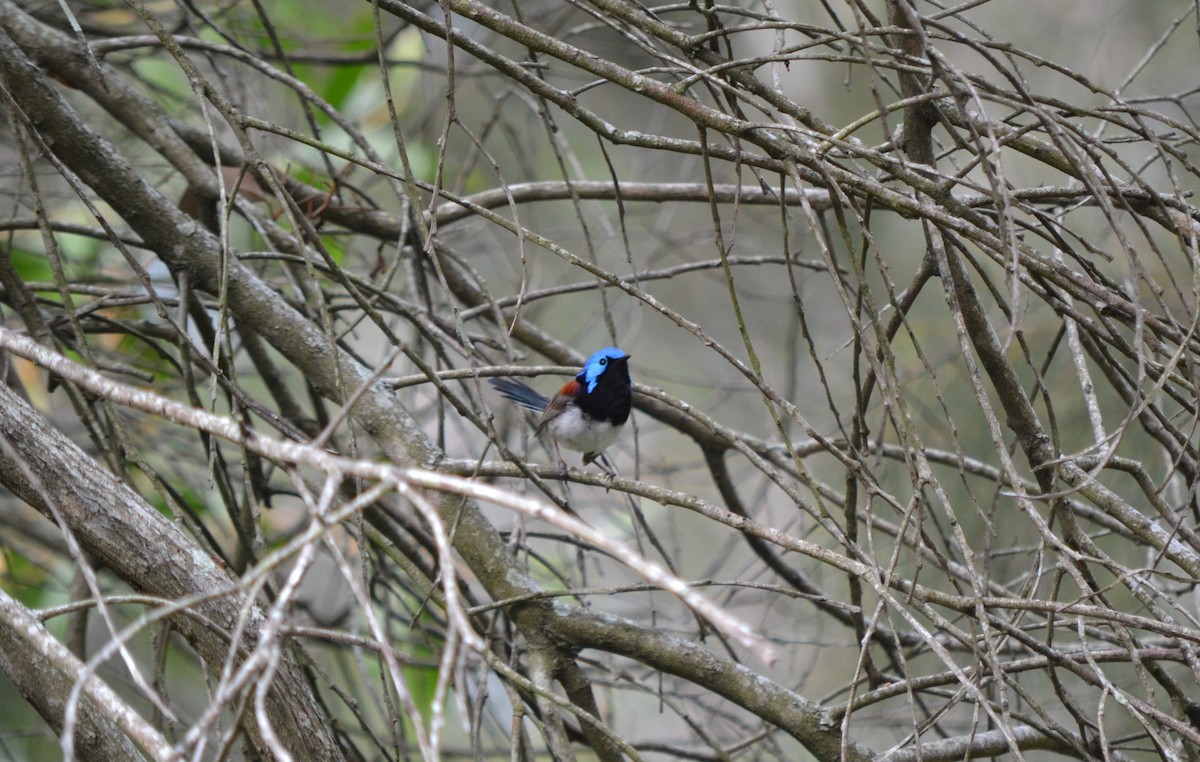 Maluro Variegado - ML648808888