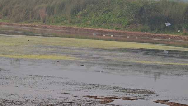 Pied Kingfisher - ML648809063
