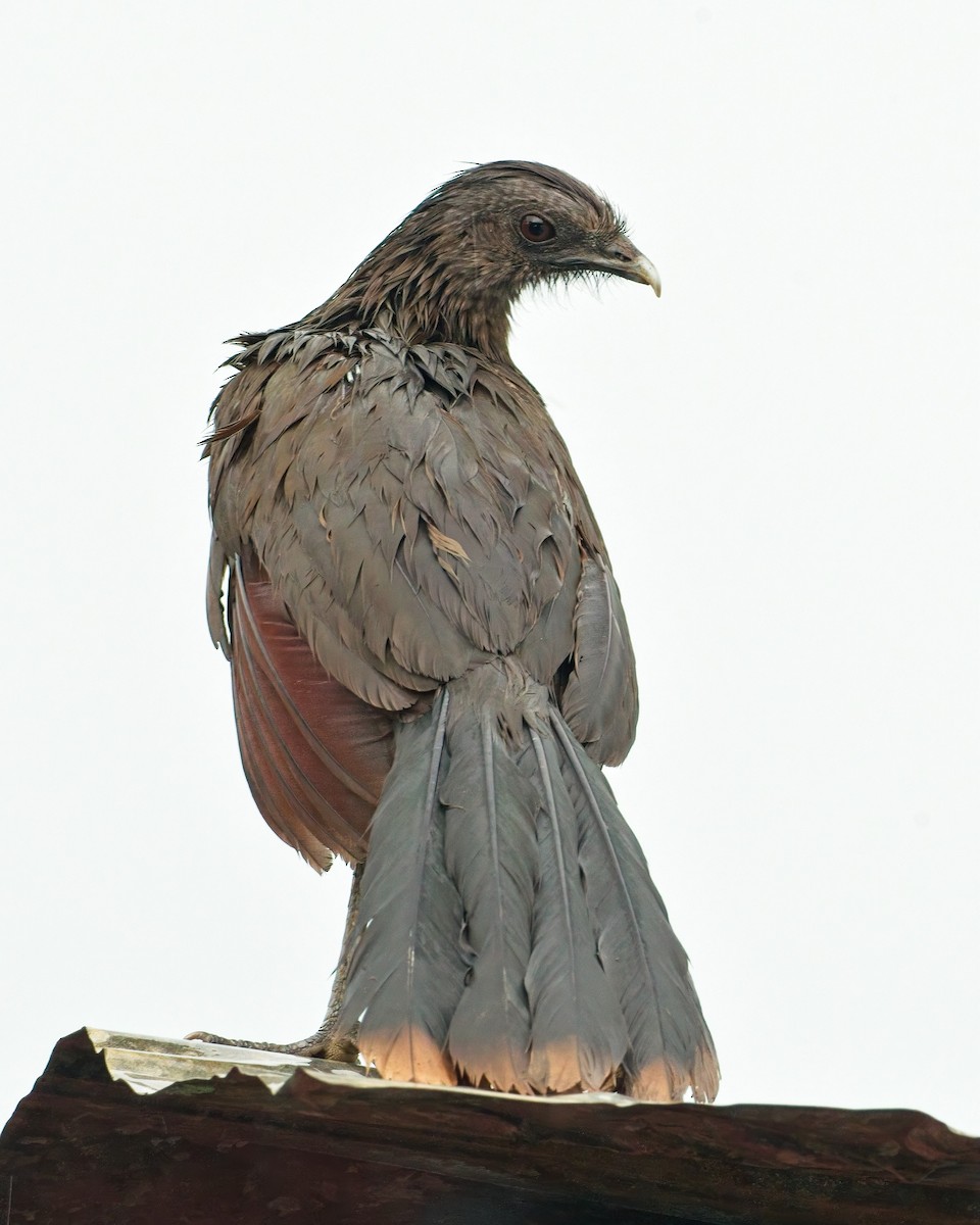 eBird Checklist - 12 Jan 2026 - Río Chucunaque - 49 species
