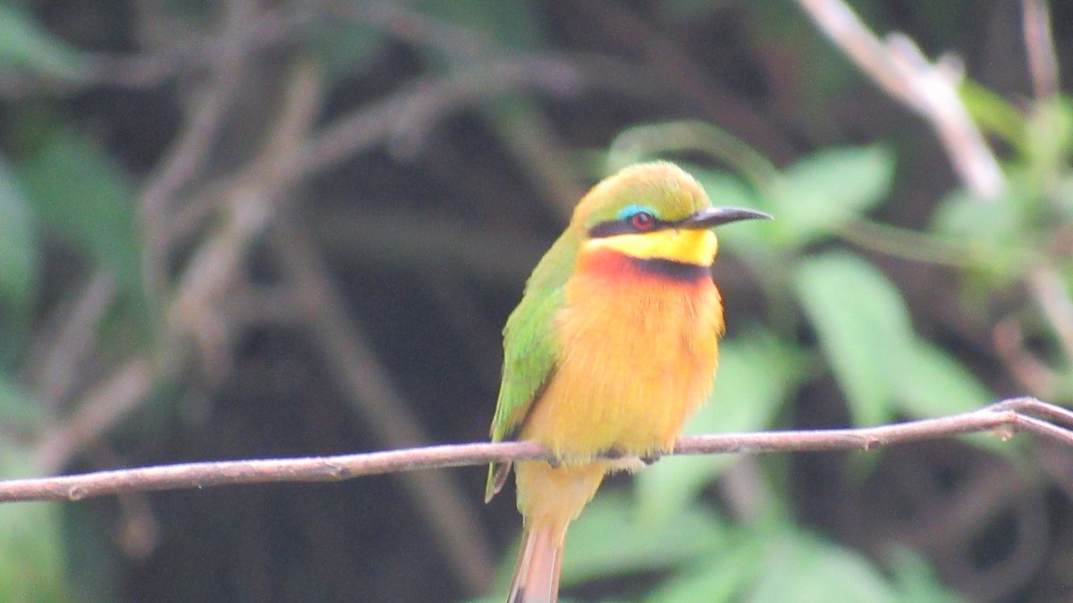 Little Bee-eater - ML648809540