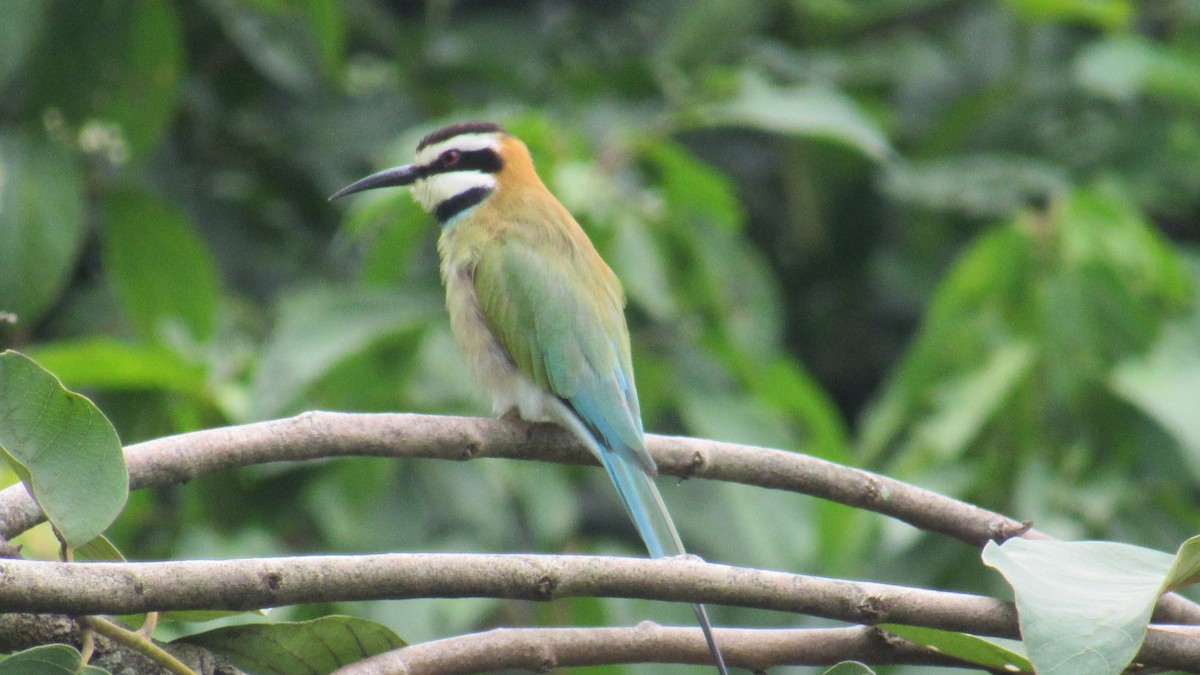 White-throated Bee-eater - ML648809561