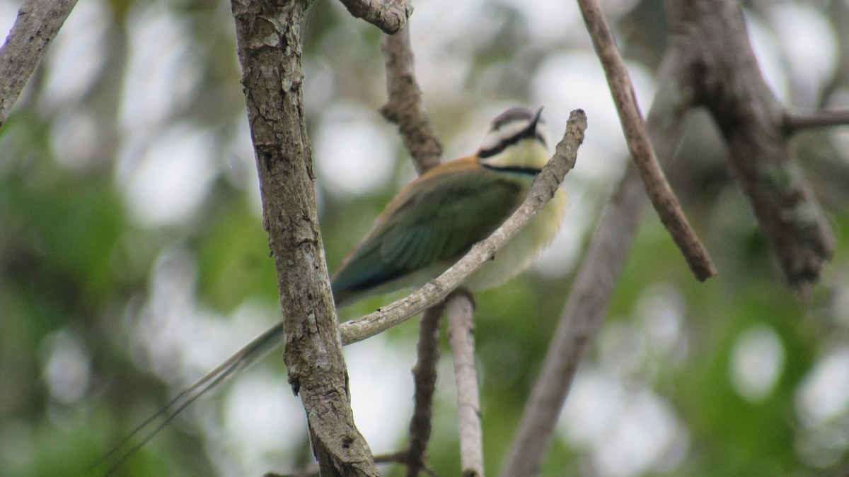 White-throated Bee-eater - ML648809562