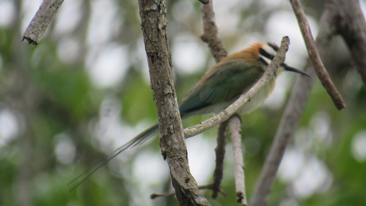 White-throated Bee-eater - ML648809563