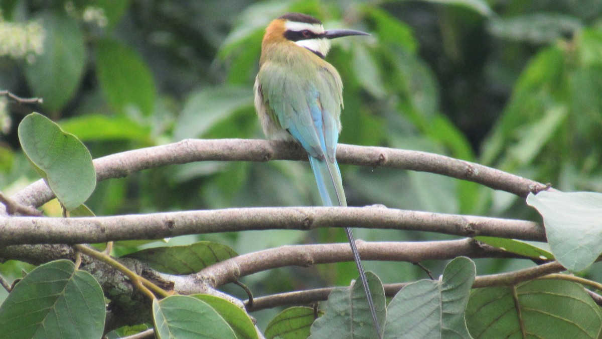 White-throated Bee-eater - ML648809566