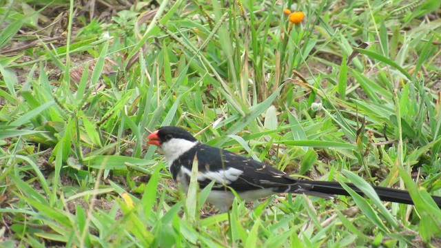 Pin-tailed Whydah - ML648809646