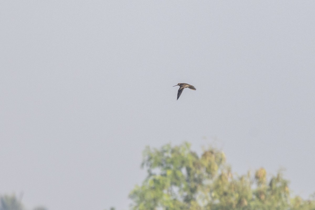 Pin-tailed Snipe - ML648809656