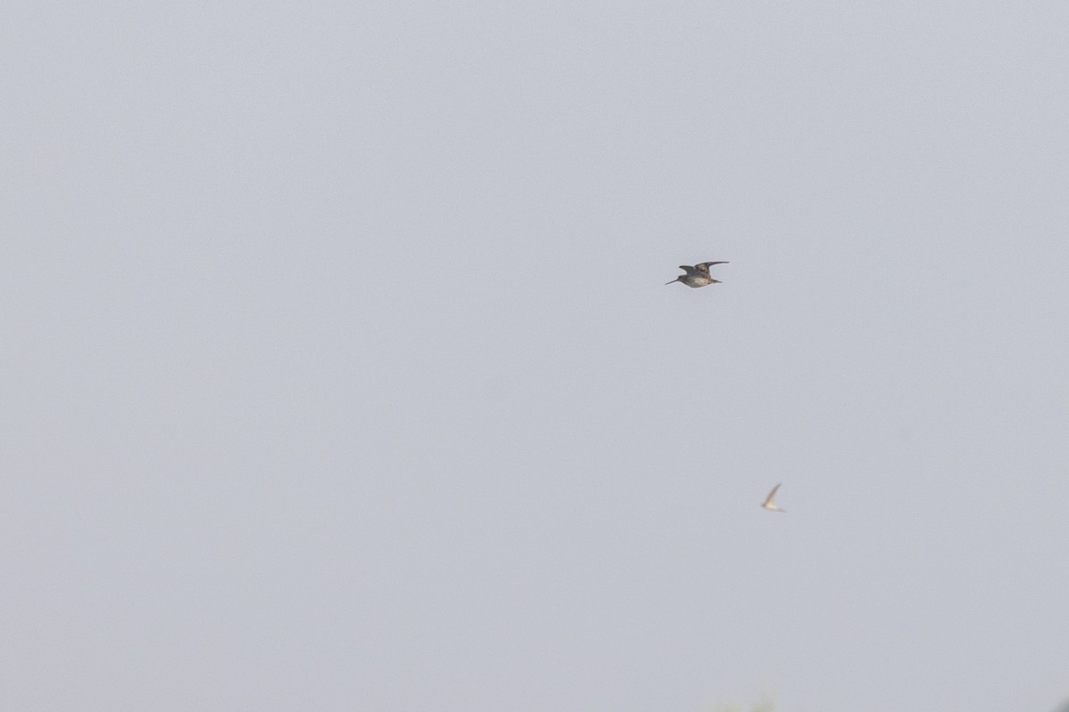 Pin-tailed Snipe - ML648809658