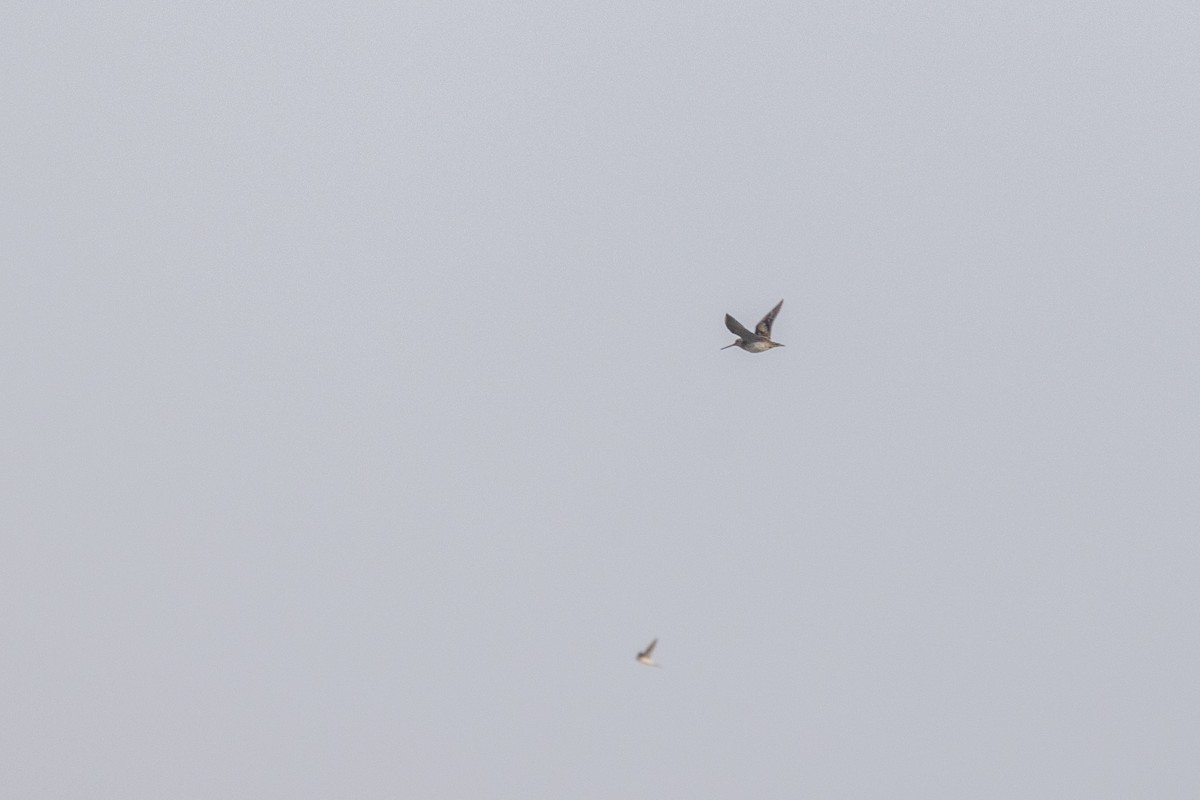 Pin-tailed Snipe - ML648809659