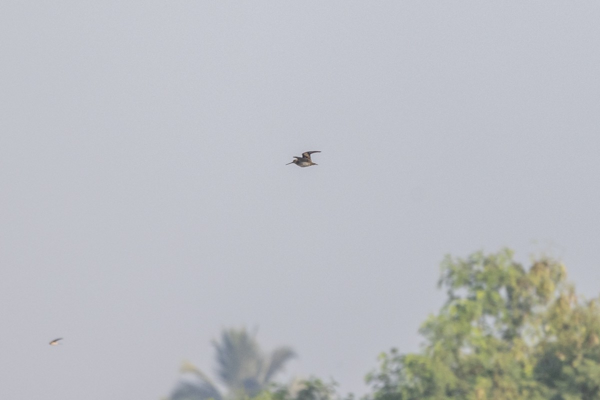 Pin-tailed Snipe - ML648809660