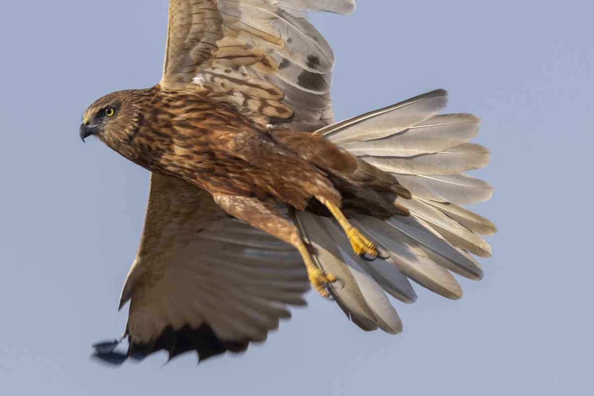 Western Marsh Harrier - ML648809664
