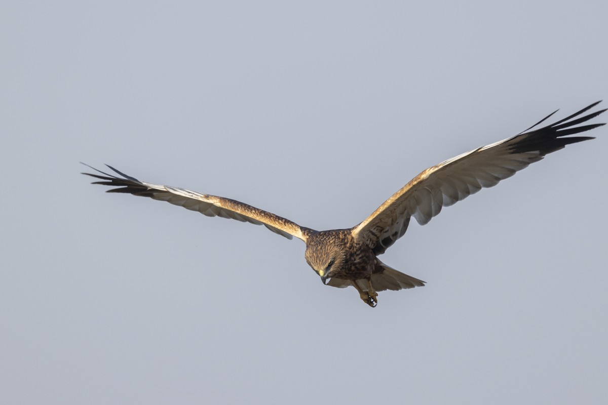Western Marsh Harrier - ML648809665