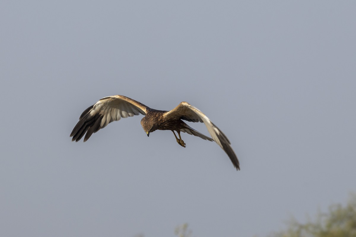 Western Marsh Harrier - ML648809666