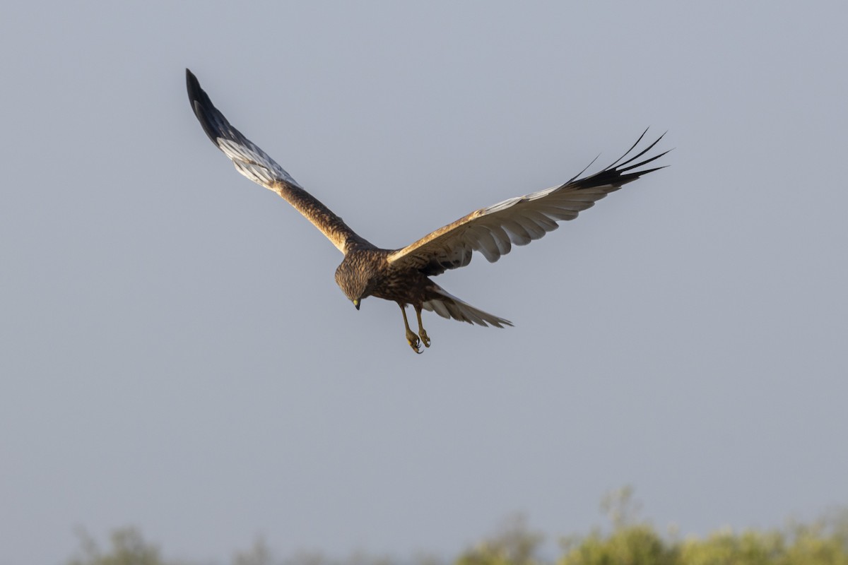 Western Marsh Harrier - ML648809667