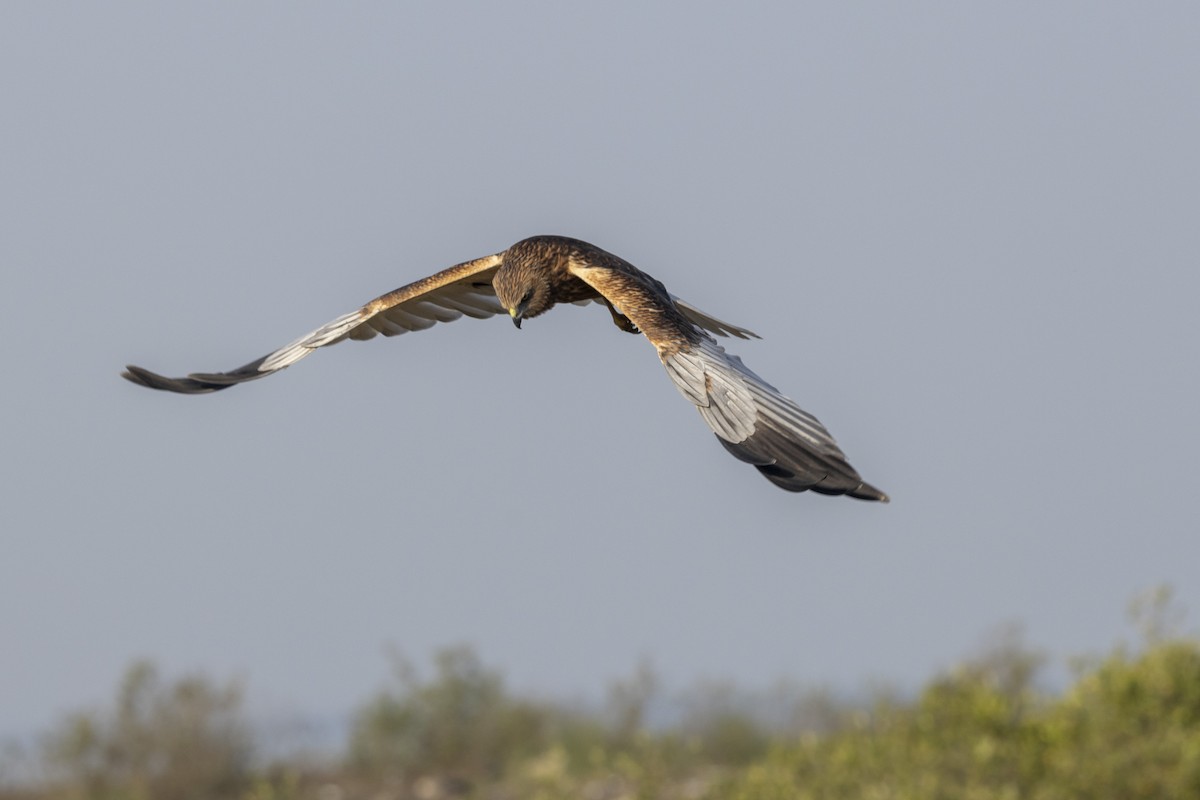 Western Marsh Harrier - ML648809668