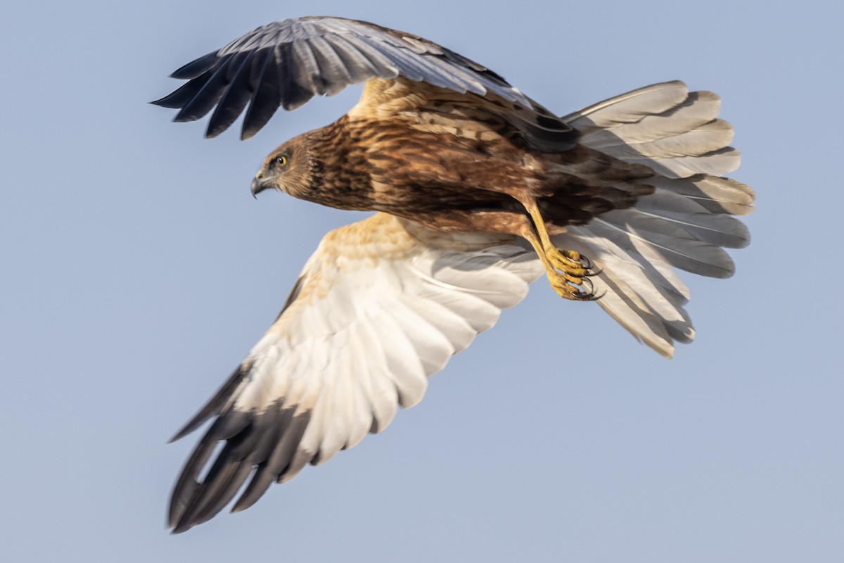 Western Marsh Harrier - ML648809669