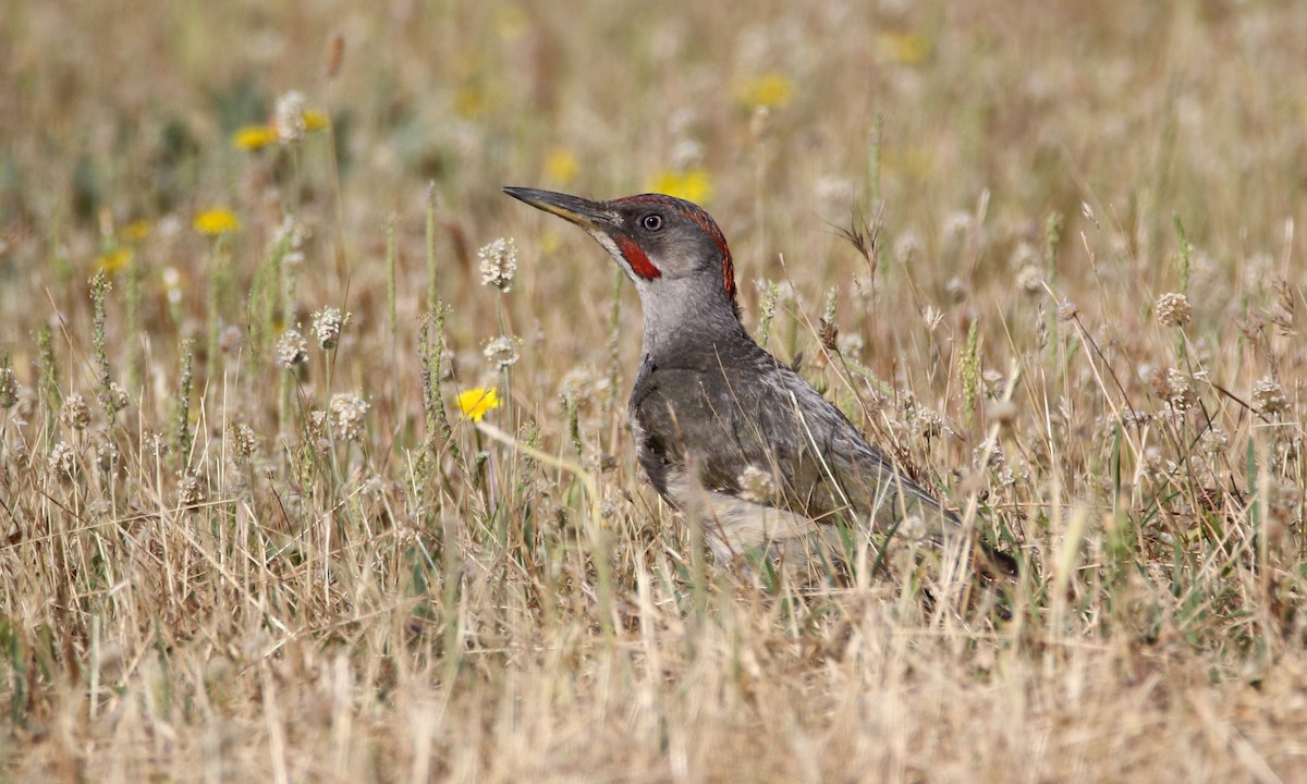 Iberian Green Woodpecker - ML648809670