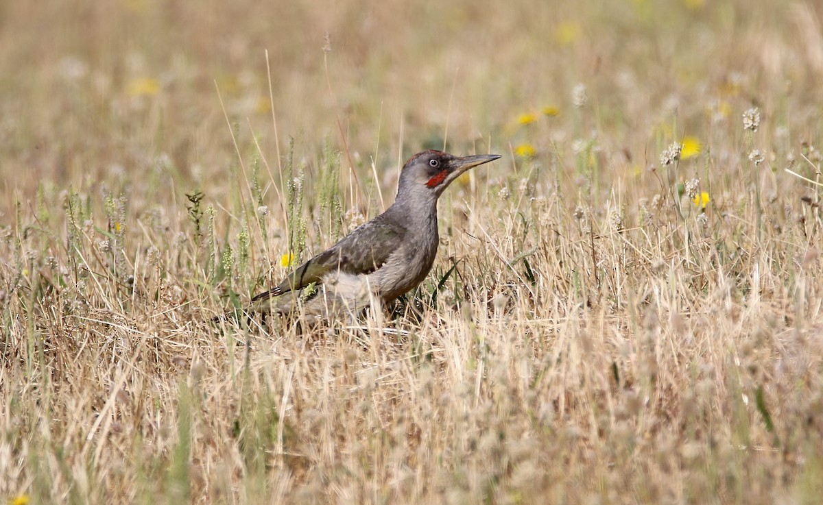 Iberian Green Woodpecker - ML648809671