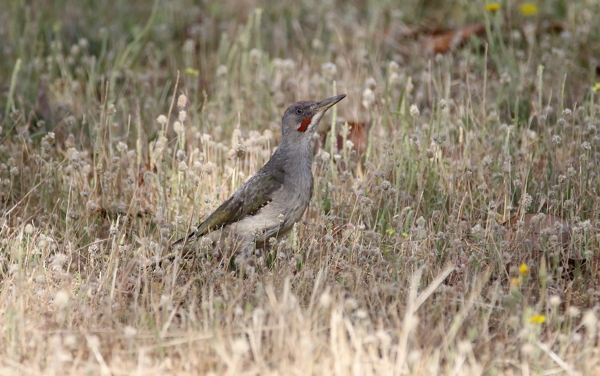Iberian Green Woodpecker - ML648809672