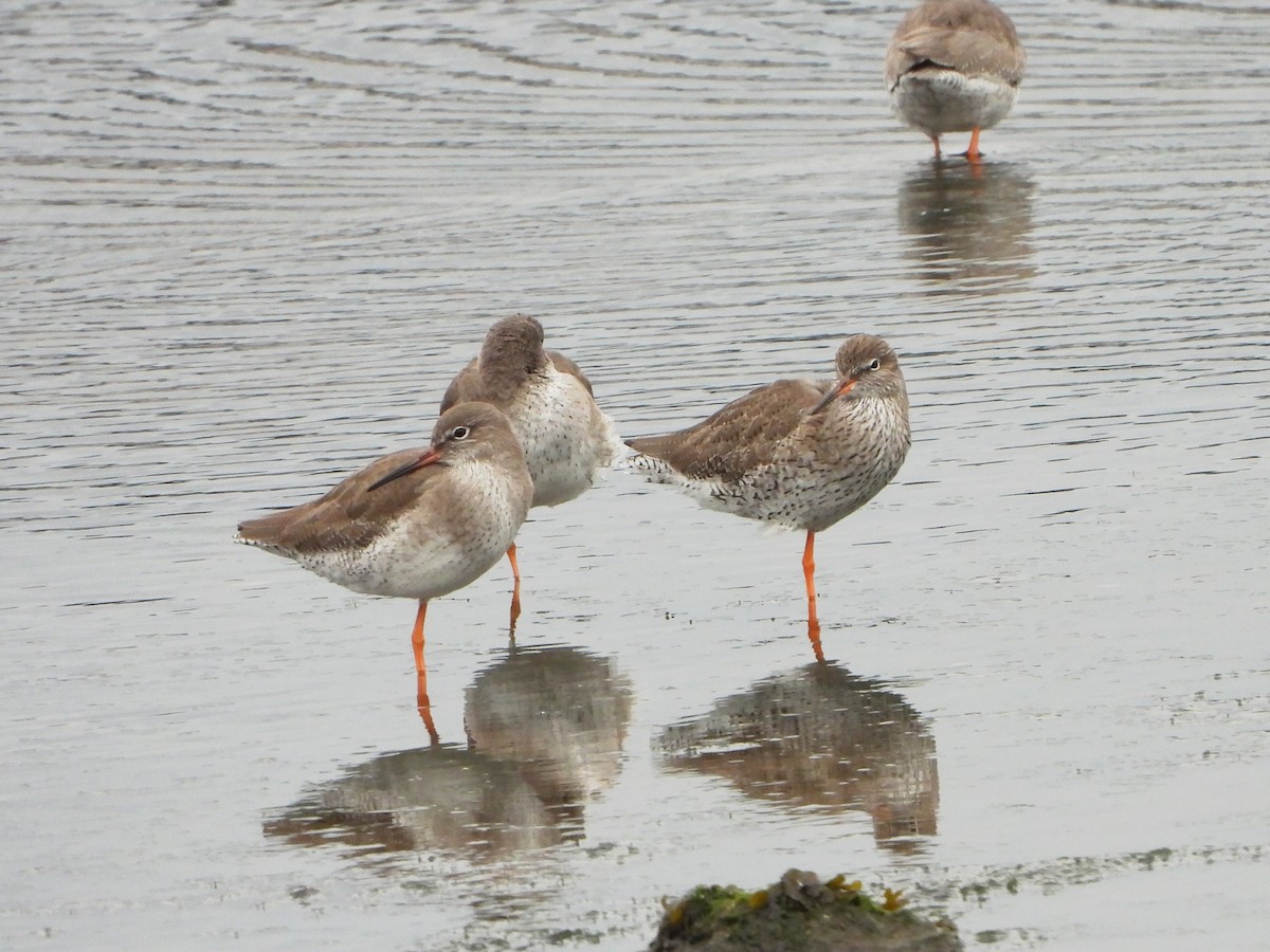 Common Redshank - ML648809687