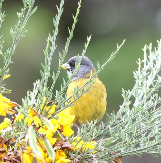 Patagonian Sierra Finch - ML648809688