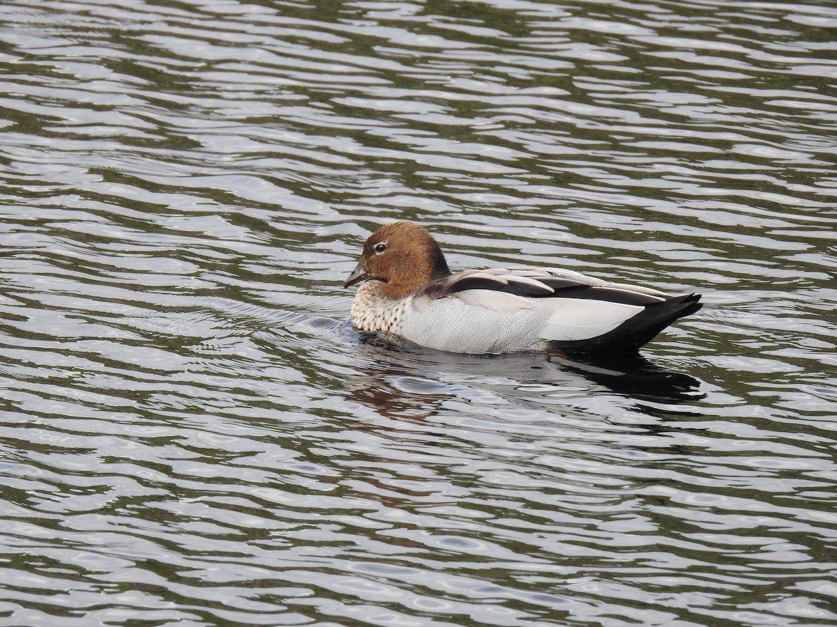 Maned Duck - ML648809690