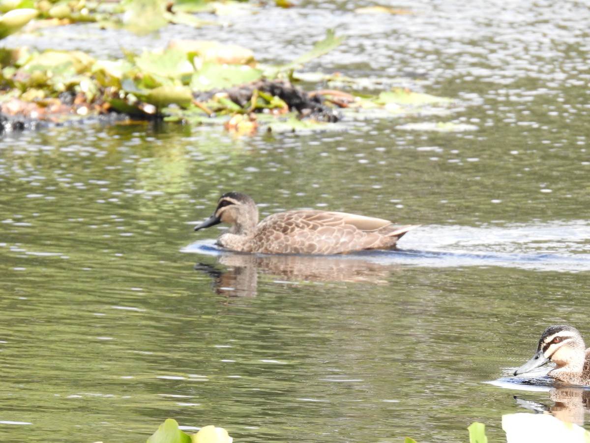 Pacific Black Duck - ML648809691