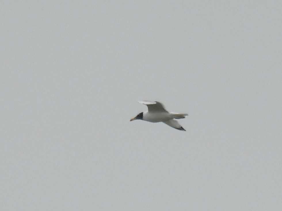 Pallas's Gull - ML648809692