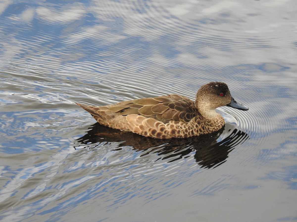 Gray Teal - ML648809698