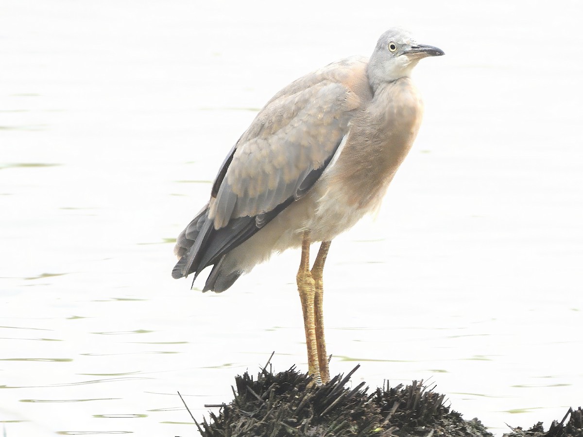White-faced Heron - ML648809699
