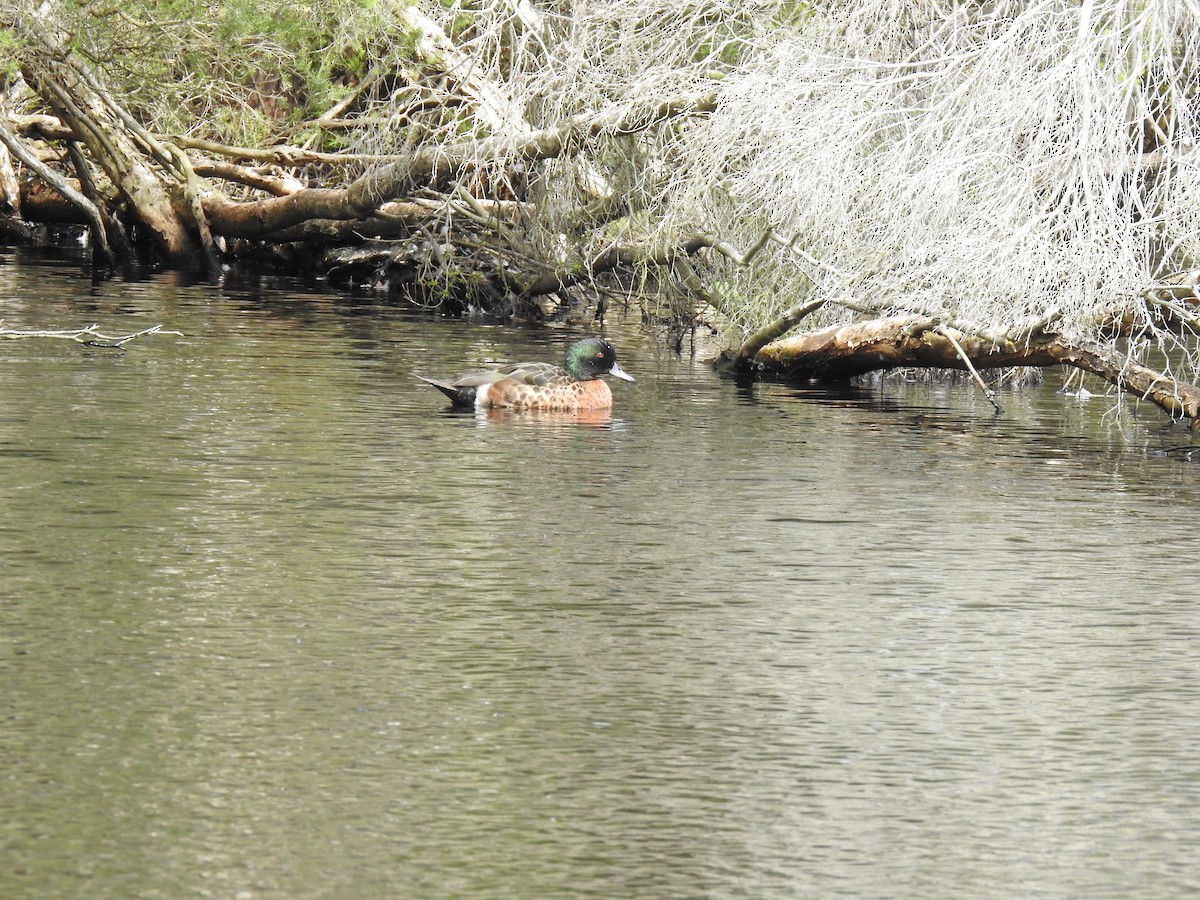 Chestnut Teal - ML648809700