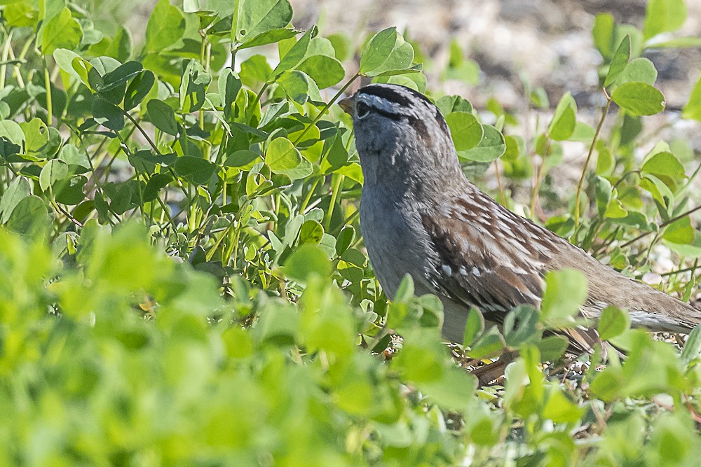 Бруант білобровий - ML648809899